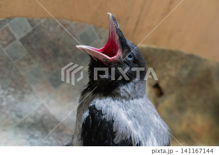 Close-up of a juvenile hooded crow sitting on a tiled floor indoors. Close-up of a juvenile hooded crow sitting on a tiled floor indoors. 141167144