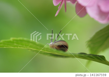 カタツムリとあじさいの花 カタツムリとあじさいの花 141167339