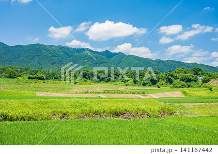 大津市仰木の棚田風景 滋賀県 大津市仰木の棚田風景 滋賀県 141167442