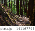 新緑の川乗山 静かな森の登山道と木漏れ日 141167795