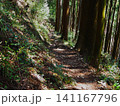 新緑の川乗山 静かな森の登山道と木漏れ日 141167796