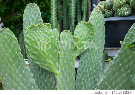 Cropped shot view of Opuntia rubescens consolea cactus. Opuntia consolea 'Rubescens' is a nearly spineless cactus that has a unique appearance and a tree-like growth habit. Cropped shot view of Opuntia rubescens consolea cactus. Opuntia consolea 'Rubescens' is a nearly spineless cactus that has a unique appearance and a tree-like growth habit. 141168089