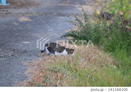 道端で何かを見つめる猫 道端で何かを見つめる猫 141168100