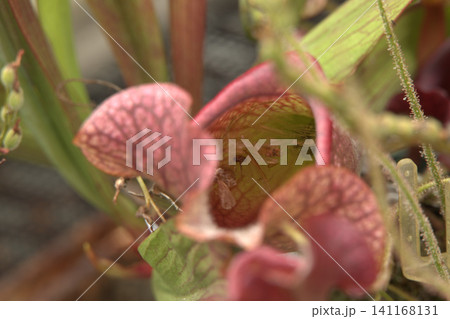 網目模様が独特な食虫植物サラセニア 網目模様が独特な食虫植物サラセニア 141168131