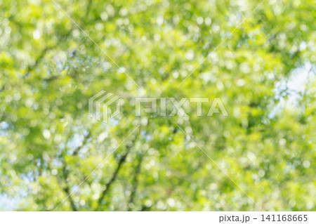夏の爽やかな深緑イメージ素材 夏の爽やかな深緑イメージ素材 141168665