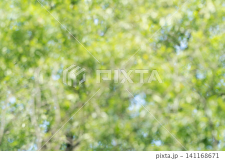 夏の爽やかな深緑イメージ素材 夏の爽やかな深緑イメージ素材 141168671