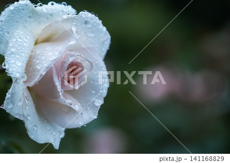 雨に濡れて輝く美しい薄ピンクの薔薇 雨に濡れて輝く美しい薄ピンクの薔薇 141168829