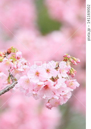 満開の桜 咲き誇る桜 満開の桜 咲き誇る桜 141169002
