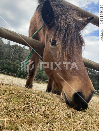 牧場で草を食べる馬 牧場で草を食べる馬 141169136