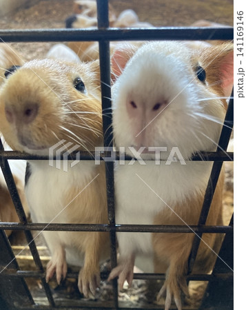 餌を求めるモルモット 餌を求めるモルモット 141169146