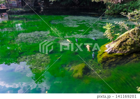 清流の池 141169201