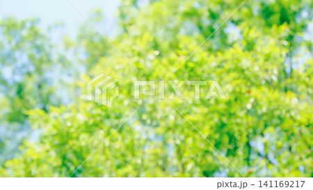 夏の爽やかな深緑イメージ素材 夏の爽やかな深緑イメージ素材 141169217