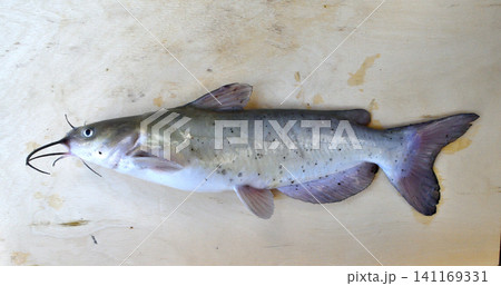 利根川で釣れたアメリカナマズ 利根川で釣れたアメリカナマズ 141169331