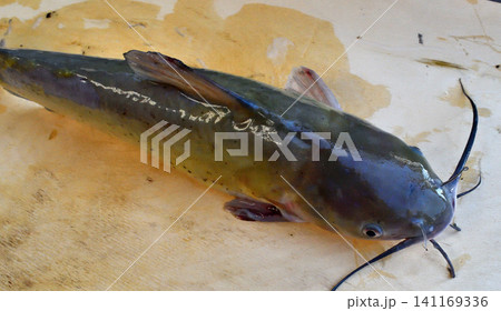 利根川で釣れたアメリカナマズ 利根川で釣れたアメリカナマズ 141169336