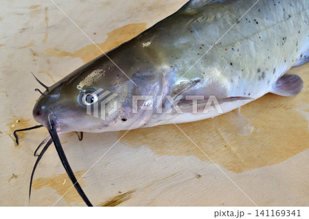 利根川で釣れたアメリカナマズ 利根川で釣れたアメリカナマズ 141169341
