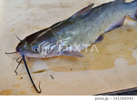 利根川で釣れたアメリカナマズ 利根川で釣れたアメリカナマズ 141169342