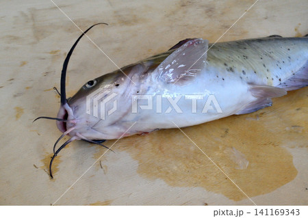 利根川で釣れたアメリカナマズ 利根川で釣れたアメリカナマズ 141169343
