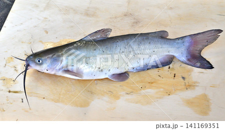 利根川で釣れたアメリカナマズ 利根川で釣れたアメリカナマズ 141169351