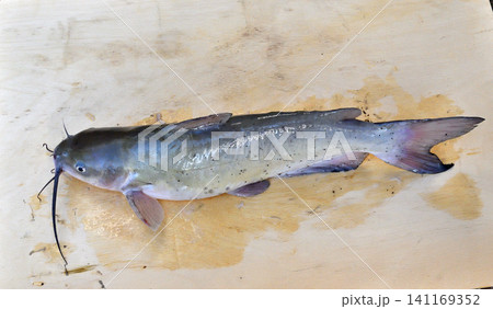 利根川で釣れたアメリカナマズ 利根川で釣れたアメリカナマズ 141169352