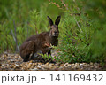 ユキウサギ293（北海道） 141169432