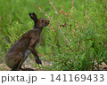 ユキウサギ294（北海道） 141169433