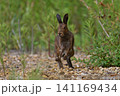 ユキウサギ295（北海道） 141169434