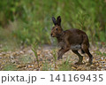 ユキウサギ296（北海道） 141169435