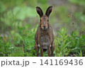 ユキウサギ297（北海道） 141169436