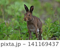 ユキウサギ298（北海道） 141169437