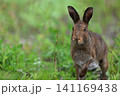 ユキウサギ299（北海道） 141169438