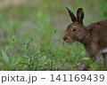 ユキウサギ300（北海道） 141169439