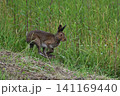 ユキウサギ301（北海道） 141169440