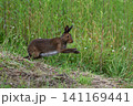 ユキウサギ302（北海道） 141169441