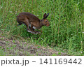 ユキウサギ303（北海道） 141169442
