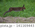 ユキウサギ304（北海道） 141169443