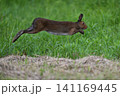 ユキウサギ305（北海道） 141169445