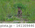 ユキウサギ306（北海道） 141169446