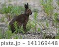 ユキウサギ307（北海道） 141169448