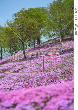 芝桜と山津見神社のピンクの鳥居 芝桜と山津見神社のピンクの鳥居 141169462