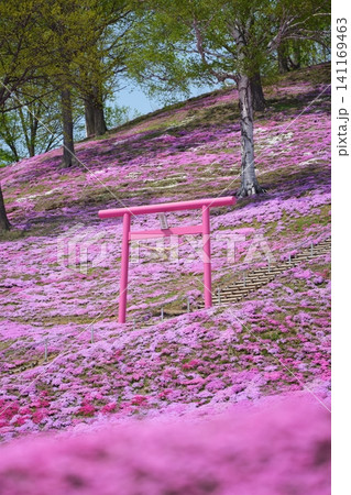 ひがしもこと芝桜公園のピンクの鳥居 ひがしもこと芝桜公園のピンクの鳥居 141169463