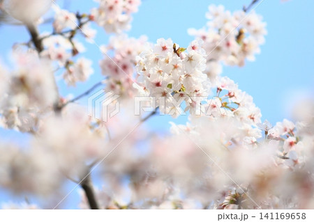 満開の桜 咲き誇る桜 満開の桜 咲き誇る桜 141169658