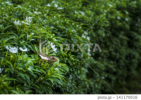 A wild brown lizard resting on a green bush with white flowers A wild brown lizard resting on a green bush with white flowers 141170016