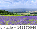北海道富良野市、ラベンダーが咲く麓郷展望台からの眺め【7月】 141170046