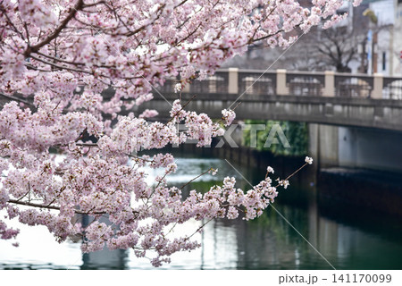 大岡川に咲き誇る満開の桜と情緒ある川辺の風景 大岡川に咲き誇る満開の桜と情緒ある川辺の風景 141170099