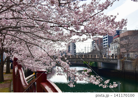 大岡川のせせらぎと川沿いを美しく彩る満開の桜並木 大岡川のせせらぎと川沿いを美しく彩る満開の桜並木 141170100