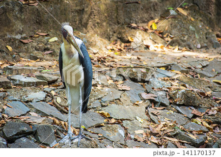 Lesser adjutant stork standing on rocky ground covered with dry leaves at Saigon Zoo and Botanical Gardens in Ho Chi Minh City, Vietnam Lesser adjutant stork standing on rocky ground covered with dry leaves at Saigon Zoo and Botanical Gardens in Ho Chi Minh City, Vietnam 141170137