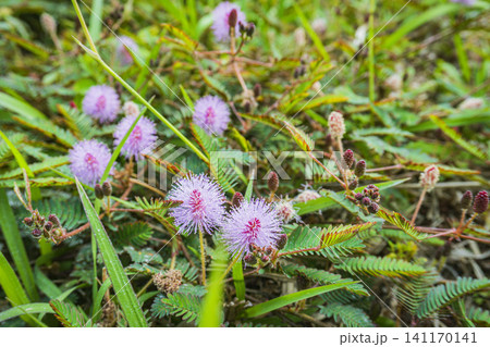 Close-up nature photo of pink mimosa flowers blooming among delicate green leaves in a natural outdoor setting Close-up nature photo of pink mimosa flowers blooming among delicate green leaves in a natural outdoor setting 141170141