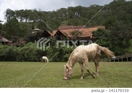 White horse eats grass near forested hillside with wooden cabins White horse eats grass near forested hillside with wooden cabins 141170150