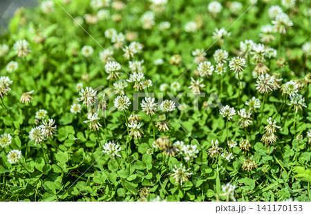 Close-up of white clover field with vibrant green leaves Close-up of white clover field with vibrant green leaves 141170153