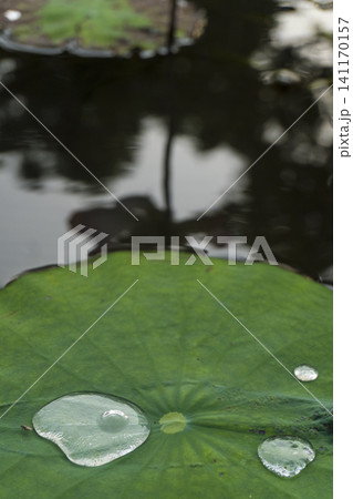 Peaceful pond scene with lotus leaf and water droplets Peaceful pond scene with lotus leaf and water droplets 141170157